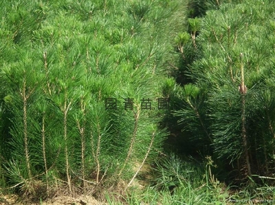 油松 - 1.6米、1.8米、2米 (中国 河北省 生产商) - 绿化苗木 - 园艺 产品 「自助贸易」