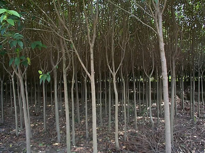 大叶女贞-大叶女贞产品图片-江苏宏威绿化苗木基地供应商-湖南花木网