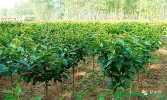 苗木行业大势已定,经营看这里