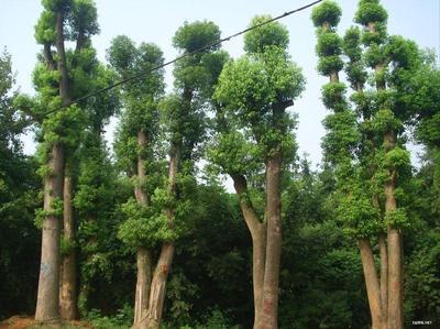 香樟苗木图片7