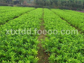 大量低价出售各种绿化苗木