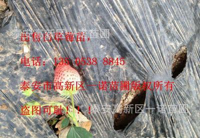 草莓苗是什么时候培栽 河北秦皇岛白草莓苗木种植基地