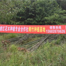 合肥竹子地板价格 合肥竹子地板公司 图片 视频