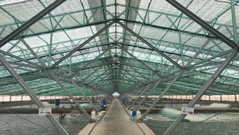 看好中国对虾市场 越南最大虾苗企业进军养虾业,已建成40座工厂化室内养殖场