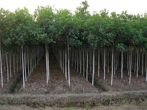 彩叶桂花价格,好彩苗木信誉好 已认证 ,东阳市彩叶桂花