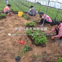 地板北美樱桃价格 地板北美樱桃公司 图片 视频