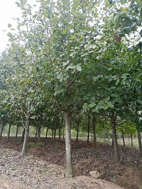 恭喜肥西永和苗木入驻苗木通 孙静 追求客户满意,打造苗木精品