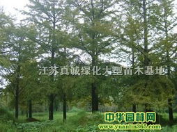 供应银杏 江苏真诚绿化大型苗木基地供应信息 乔灌木供应