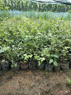 【供应蓝莓苗,基地直销】,价格,厂家,供应商,花木,宽城区永发苗木培育基地 - 产品库