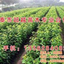 新泰市超越苗木专业合作社