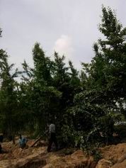 供应大量出售银杏苗木 银杏苗木批发_农副产品_世界工厂网中国产品信息库