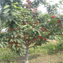 福利佳艺术拼花地板价格 福利佳艺术拼花地板公司 图片 视频