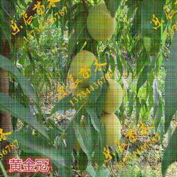 新闻 桃树苗新品种 巨甜桃树苗 果树苗商家