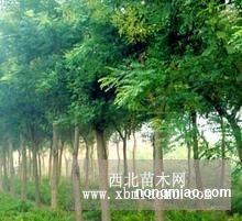 合欢价格一颗10公分好树形的多少钱一颗