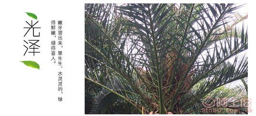 【榕翔苗木厂家供应加拿利海枣园林景观绿化苗木棕榈植物】龙海市东泗乡左岸花木场 - 产品库