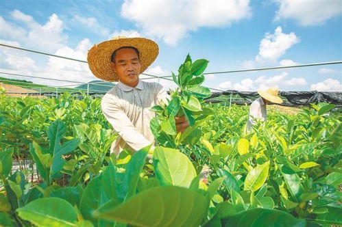 海南民众抱团发展苗木产业闯出致富新路